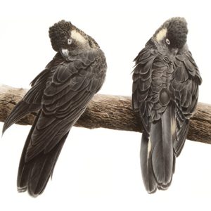 Gavin Playfair painting black cockatoos
